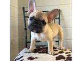 French Bulldog Puppy for sale in Hutchinson, MN, USA