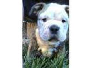 Bulldog Puppy for sale in GILROY, CA, USA