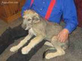 Irish Wolfhound Puppy for sale in Machias, NY, USA