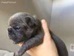 French Bulldog Puppy for sale in Vacaville, CA, USA