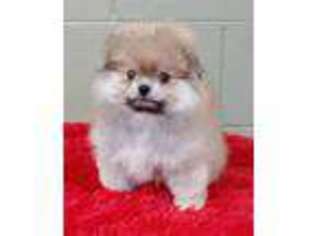 Pomeranian Puppy for sale in San Luis Obispo, CA, USA