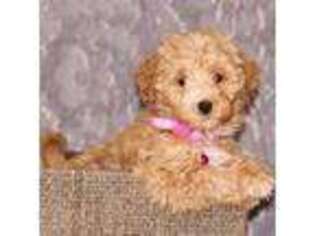 Havanese Puppy for sale in Navarre, OH, USA