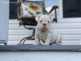 Bulldog Puppy for sale in Flowery Branch, GA, USA