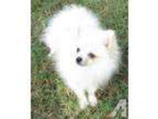 Pomeranian Puppy for sale in PAISLEY, FL, USA