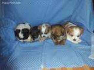Shorkie Tzu Puppy for sale in Merrillville, IN, USA