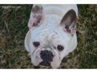 French Bulldog Puppy for sale in Gallatin, TN, USA