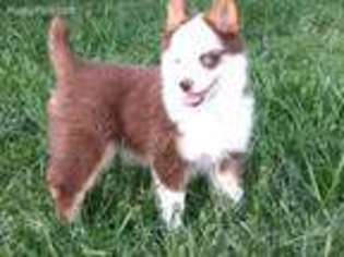 Siberian Husky Puppy for sale in Concord, VA, USA