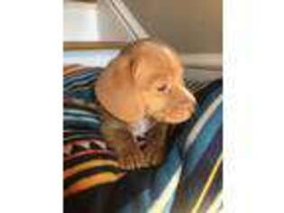 Dachshund Puppy for sale in South Boston, VA, USA