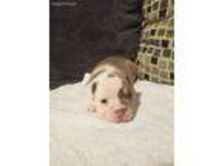 Olde English Bulldogge Puppy for sale in Jersey City, NJ, USA