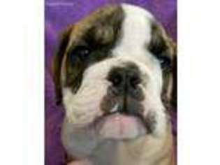 Bulldog Puppy for sale in Ashville, AL, USA