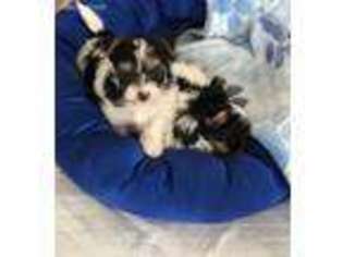 Yorkshire Terrier Puppy for sale in Louisville, KY, USA