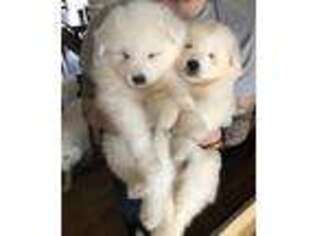 Samoyed Puppy for sale in Dundee, NY, USA