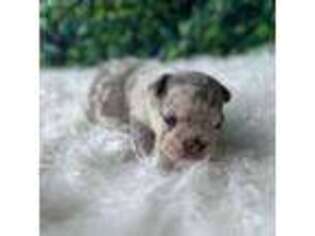 French Bulldog Puppy for sale in Lake Worth, FL, USA