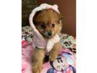 Pomeranian Puppy for sale in Merrillville, IN, USA