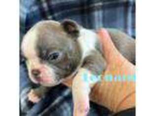 Boston Terrier Puppy for sale in Swainsboro, GA, USA
