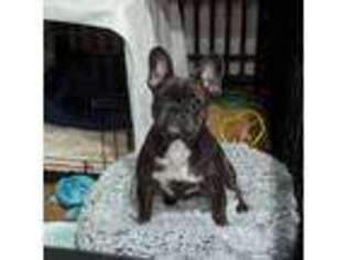 French Bulldog Puppy for sale in Hillsdale, NJ, USA