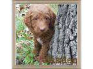 Goldendoodle Puppy for sale in Leasburg, MO, USA