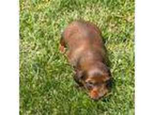 Dachshund Puppy for sale in East Sparta, OH, USA