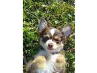 Miniature Australian Shepherd Puppy for sale in Riverview, FL, USA