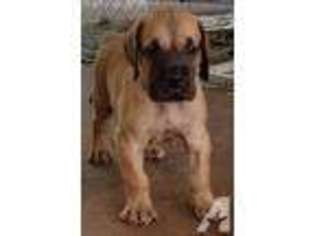 Great Dane Puppy for sale in WARREN, OH, USA