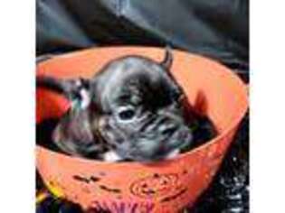 French Bulldog Puppy for sale in Eastpointe, MI, USA