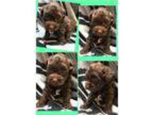 Yorkshire Terrier Puppy for sale in Aviston, IL, USA