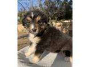 Australian Shepherd Puppy for sale in Yucaipa, CA, USA