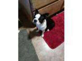 Boston Terrier Puppy for sale in Eaton, OH, USA