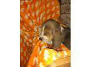 Basset Hound Puppy for sale in Jefferson, WI, USA