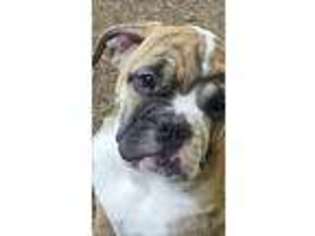 Bulldog Puppy for sale in Atchison, KS, USA