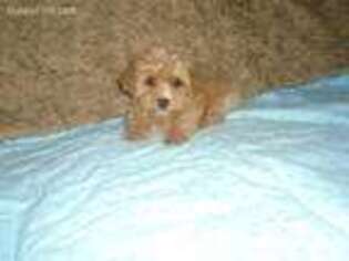 Yorkshire Terrier Puppy for sale in Berryville, AR, USA