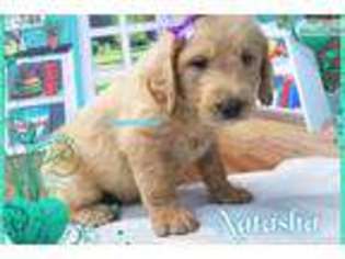 Labradoodle Puppy for sale in Nashville, TN, USA