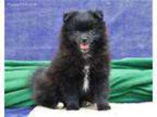 Pomeranian Puppy for sale in Kirkwood, PA, USA