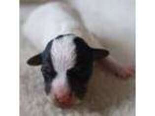 Jack Russell Terrier Puppy for sale in Riverside, CA, USA