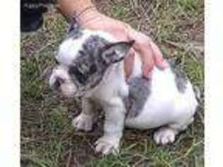 French Bulldog Puppy for sale in Texarkana, TX, USA