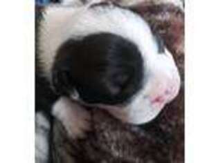 Boston Terrier Puppy for sale in Tumwater, WA, USA