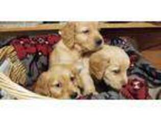 Golden Retriever Puppy for sale in Mineral Point, WI, USA