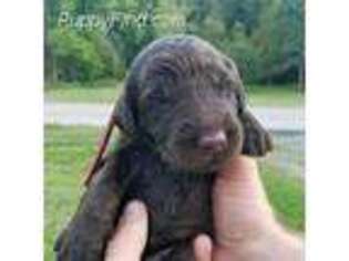 Labradoodle Puppy for sale in Pine City, NY, USA
