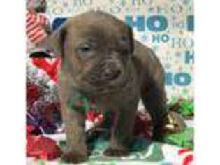 Cane Corso Puppy for sale in Naples, TX, USA