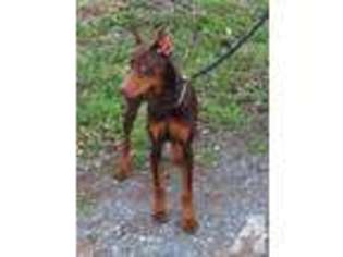 Doberman Pinscher Puppy for sale in CARY, NC, USA