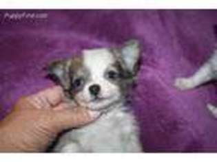 Chihuahua Puppy for sale in Walterboro, SC, USA