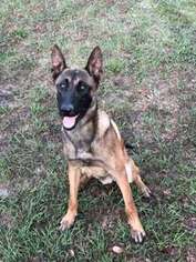 Belgian Malinois Puppy for sale in Holiday, FL, USA