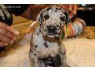 Great Dane Puppy for sale in Porterdale, GA, USA