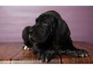 Great Dane Puppy for sale in Bedford, TX, USA