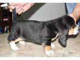 Basset Hound Puppy for sale in Alto, GA, USA