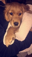 Golden Retriever Puppy for sale in Lowell, MA, USA