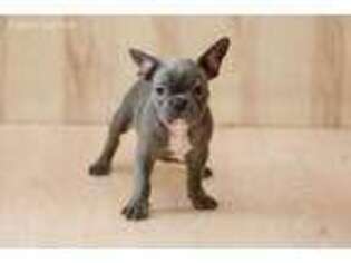French Bulldog Puppy for sale in North Hollywood, CA, USA