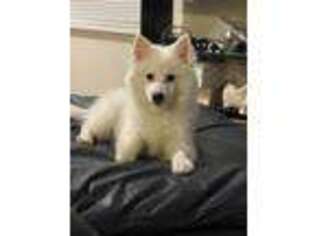 American Eskimo Dog Puppy for sale in Cranberry Twp, PA, USA
