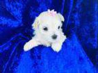 Maltese Puppy for sale in Bogata, TX, USA