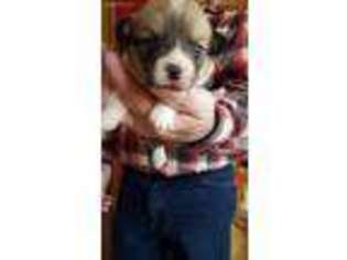 Pembroke Welsh Corgi Puppy for sale in Centerville, WA, USA